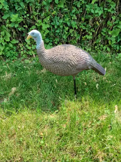 Hen Turkey decoy