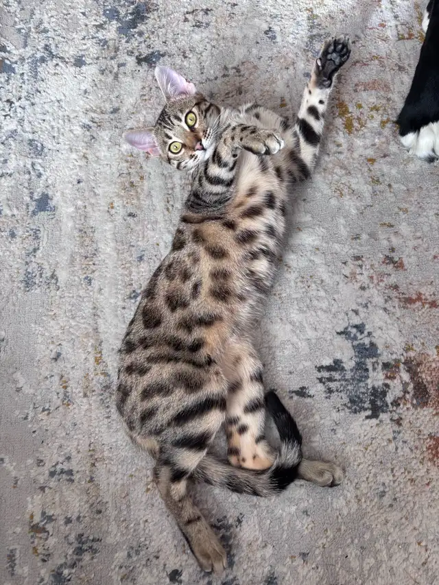 Bengal femelle pur race in Cats & Kittens for Rehoming in West Island - Image 2
