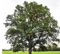 English White Oak Trees