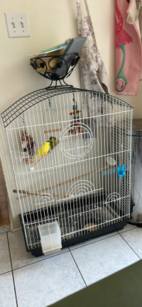  Big cage for bird 