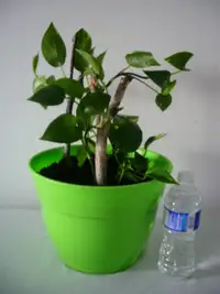 LARGE POTHOS PLANT IN GREEN POT