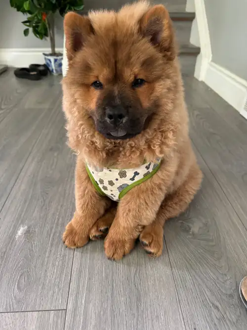 Male purebred chow chow puppy ready for his new home, he is healthy and he will come with his vet ch...