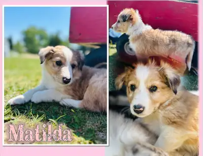 **ONLY 3 LEFT** Ranch Raised Australian Shepherd puppies, View more