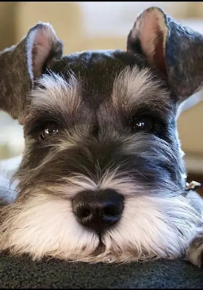 CKC reg purebred Miniature Schnauzer, View more