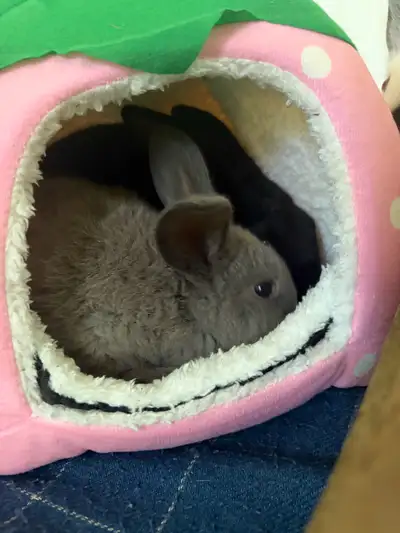 8 weeks old bunnies , View more