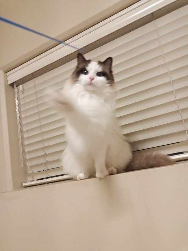 Cat adoption Cats & Kittens for Rehoming Victoria Kijiji