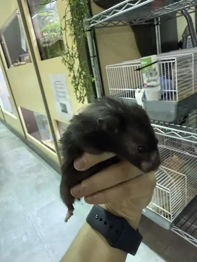 Bébé hamster ourson noir mâle, 14,99$+tx 2259 boulevard Lemire Drummondville 819-850-7579 Lundi, mar...