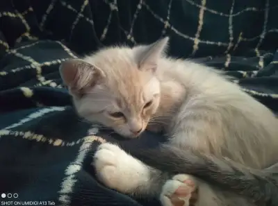 3 Male Scottish Straight, View more