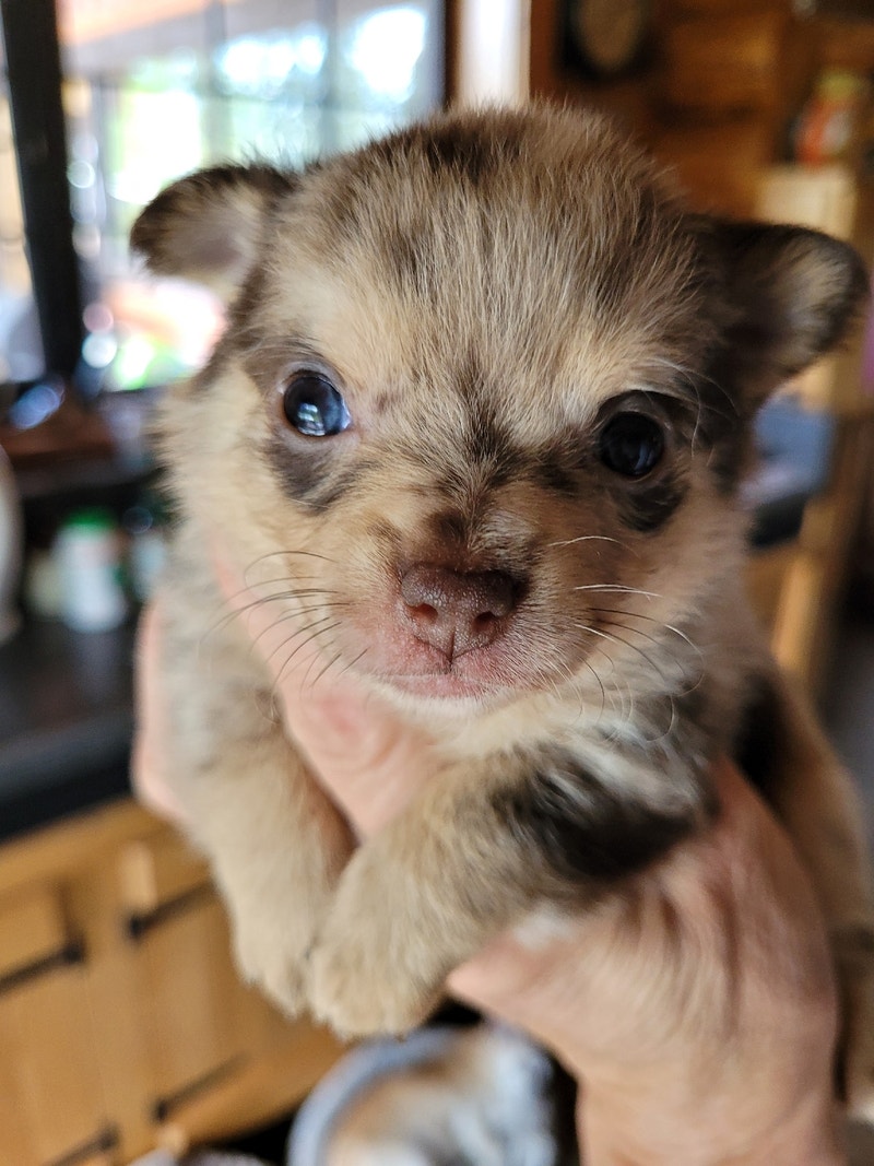 Chihuahua/ pom Dogs & Puppies for Rehoming 100 Mile House Kijiji