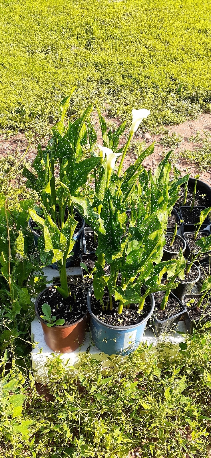 Outdoors & Gardens Plants, Fertilizer & Soil Charlottetown Kijiji