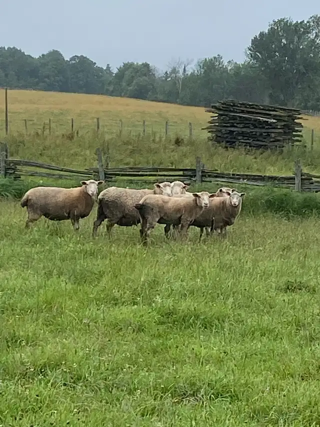 commercial ile de France ewes in Livestock in Owen Sound - Image 2