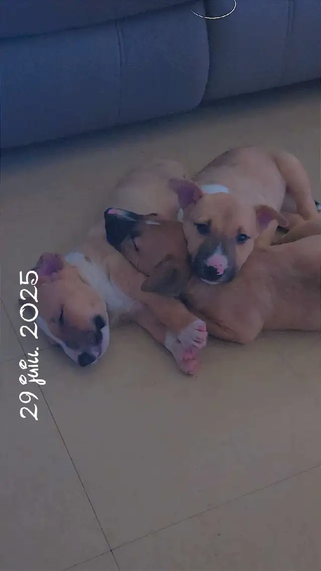 chiots a vendre in Dogs & Puppies for Rehoming in City of Montréal - Image 5