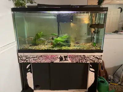 Full fish tank set up selling because I’m moving don’t wanna get rid of them, but I have to. I’ve ha...