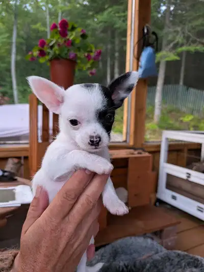 Petits chiots chihuahua-yorkshire  mixtes., View more