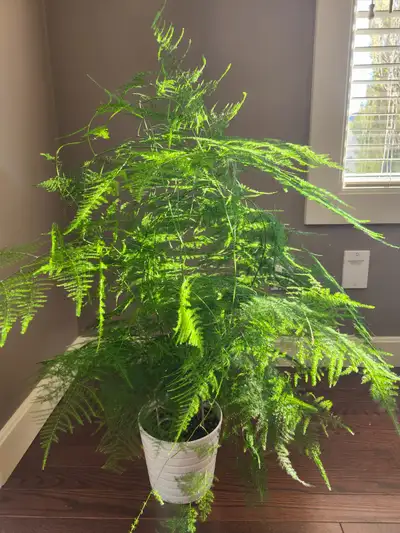 Healthy asparagus fern with white ceramic pot (6 1/4" x 7"dia). Plant height: 30"