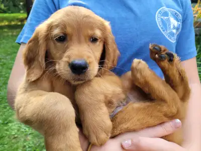 CKC Purebred Golden Retriever Puppies Thunder Bay, View more