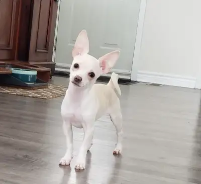 An absolutely loving female Chihuahua puppy for adoption, View more