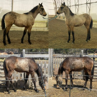 Registered Friesian Sport horse