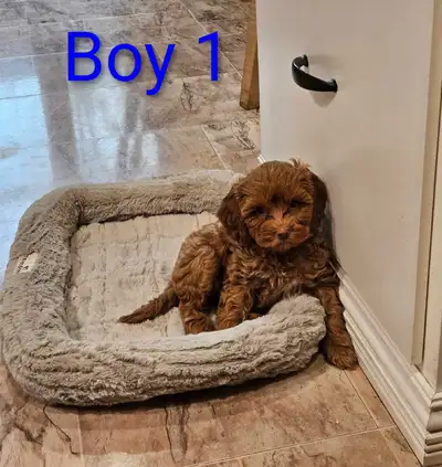 Cockapoo puppies, View more