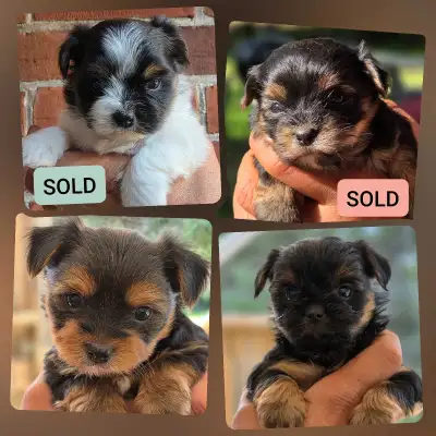 Morkie Puppies, View more