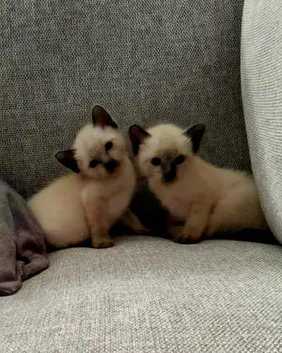 Chatons siamois mâles pure race, View more