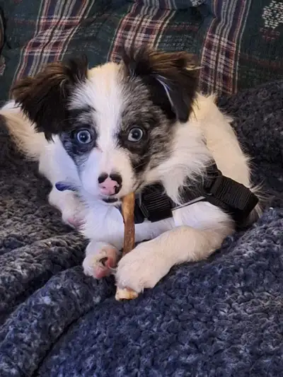 Chiot à vendre, View more