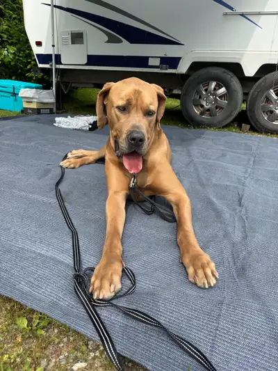 grand danois X dog debordeaux, View more