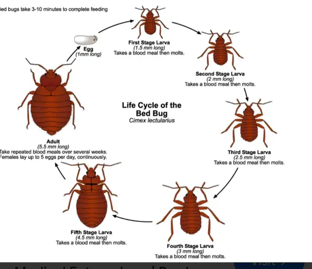 Ultimate bedbug prevention PACK! in Bedding in Ottawa - Image 2