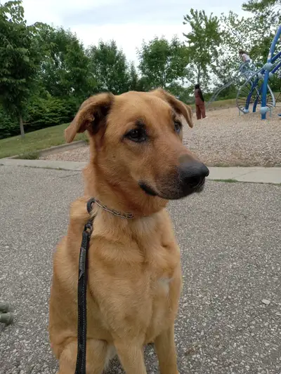 German Sheppard & Labrado Mix, Trained 5 yrs old, View more