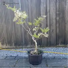 small wisteria tree - 3 small trees $6062864746222083122