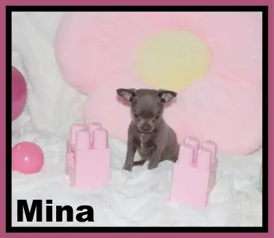 ❤Mina,Jenna et Brenda Femelle de couleur Lilas elles Feront entre 2.5 a 3 lb adulte.Élevé en liberté...