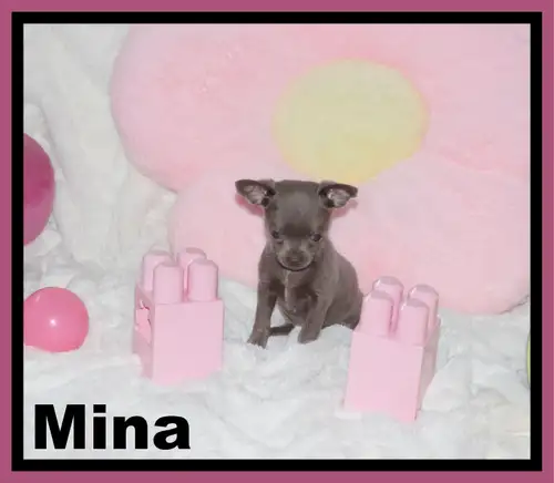 ❤Mina,Jenna et Brenda Femelle de couleur Lilas elles Feront entre 2.5 a 3 lb adulte.Élevé en liberté...