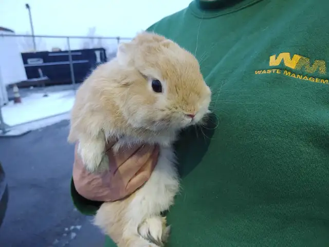 Extraordinary mini rex male baby bunny rabbit in Small Animals for Rehoming in City of Toronto - Image 6