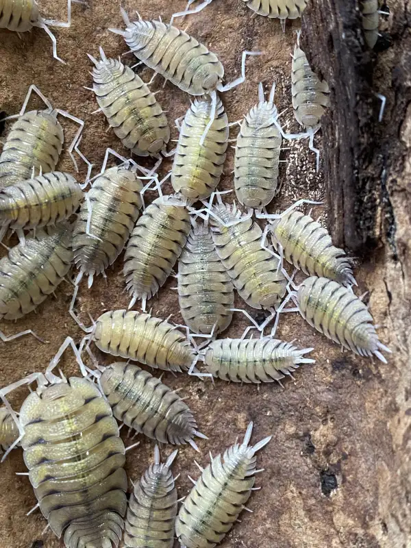 Porcellio Bolivari - Giant Skeleton Isopods in Reptiles & Amphibians for Rehoming in Ottawa - Image 2