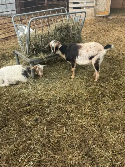 Nigerian dwarf/ Nubian goat girls, View more