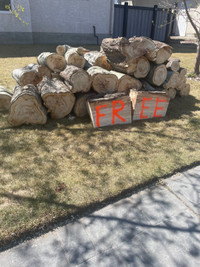 Free firewood from aspen trees 