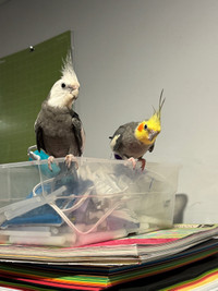 2 cockatiels with everything 