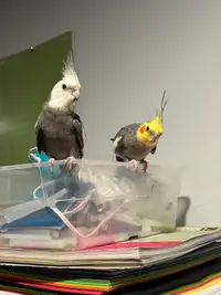 PENDING 2 cockatiels with everything