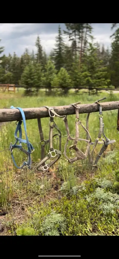 Horse Halters, View more