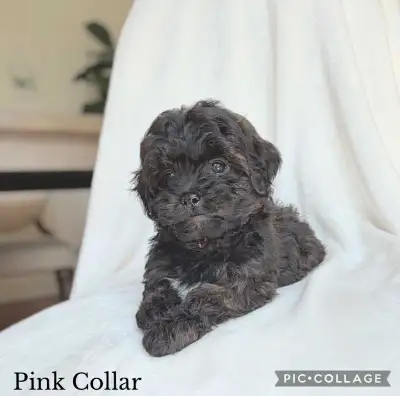 ADORABLE Shih-Poo Puppies (ShihTzu/Mini Poodle), View more