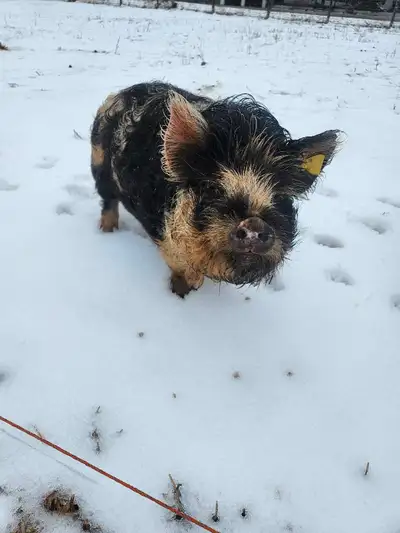 2 kunekune boars available, intact. They're approximately 8 months old right now. From purebred regi...