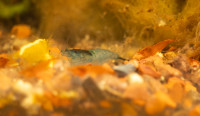 Aquarium Shrimp for Sale - Blue , Red, Yellow
