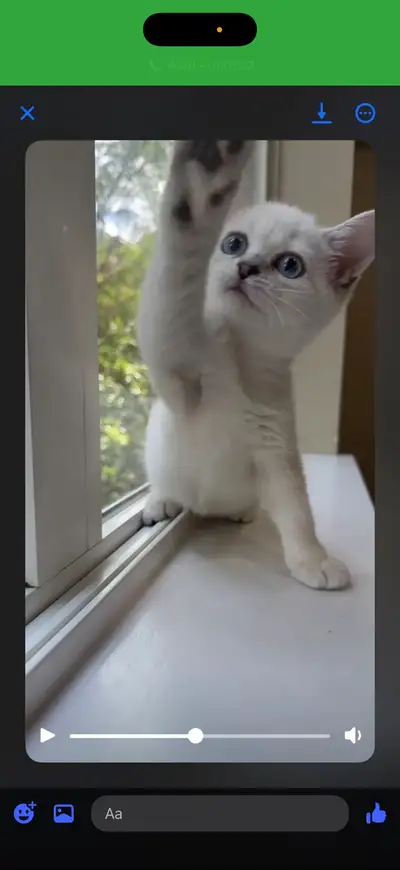 cat for sale , View more