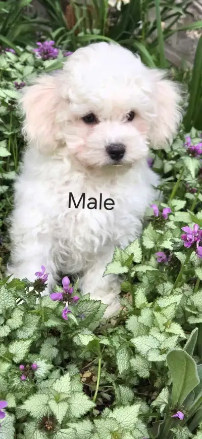 SOLD. .... ..CKC  Registered Bichon Frise puppies, View more