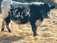 Angus or speckle park breeding bulls, rent or sell