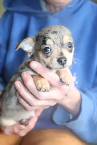 Handsome Chihuahua puppies! 2 Boys! Reduced!, View more