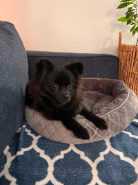 Pomeranian ready for her new forever home
