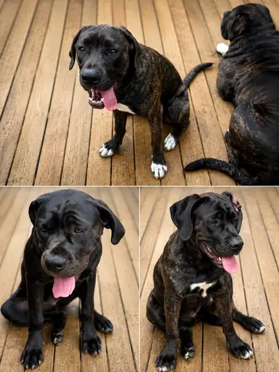 Cane Corso serious buyers only 500-800, View more