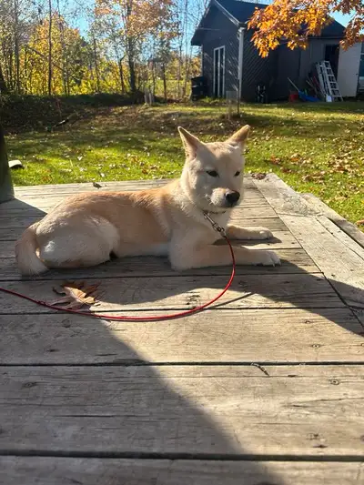 Jeune chien à vendre. Shiba inu mâle de 1 an., View more