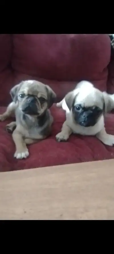 Chiots Pug chihuahua, View more